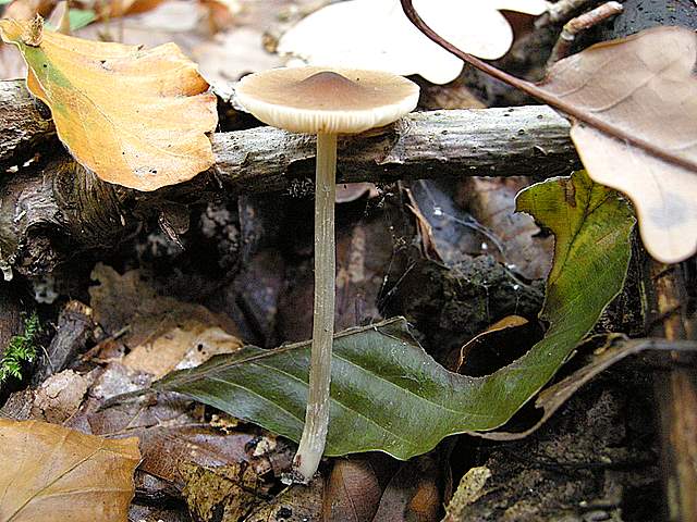 Pluteus mammifer  Romagnesi
